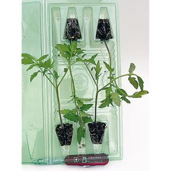 TOMATE NOIRE DE CRIMÉE sélection YALTA 2