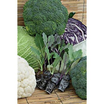 CHOU-FLEUR F1 LECANU