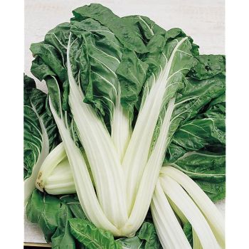 POIRÉE VERTE à CARDE BLANCHE 3 race d’AMPUIS