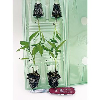 POIVRON DOUX d’ESPAGNE 2