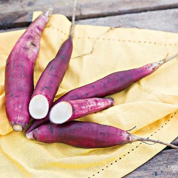 POIRE de TERRE INKA ou YACON INKA RED