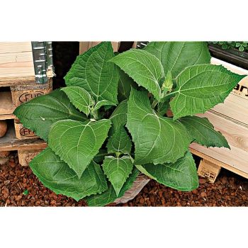 POIRE de TERRE INKA ou YACON INKA RED 2