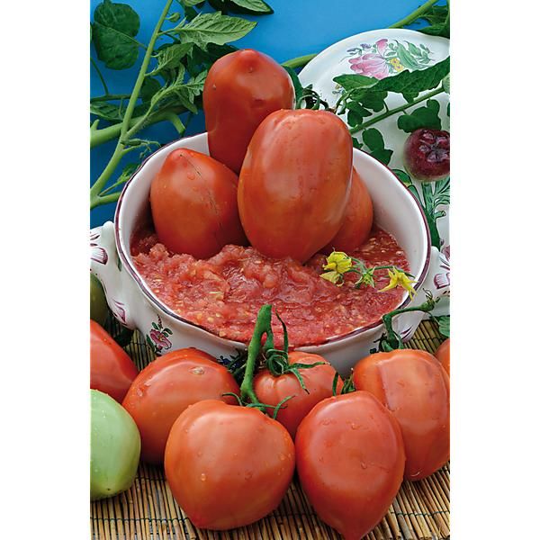 TOMATE greffée F1 SUPERSAUCE
