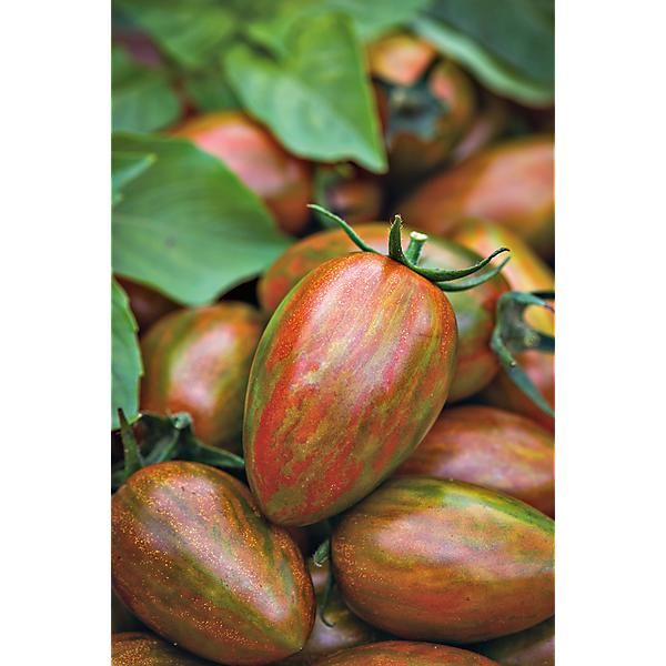 TOMATE greffée F1 SHIMMER