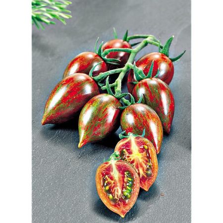 TOMATE greffée F1 SHIMMER