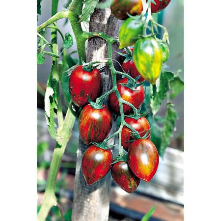 TOMATE greffée F1 SHIMMER