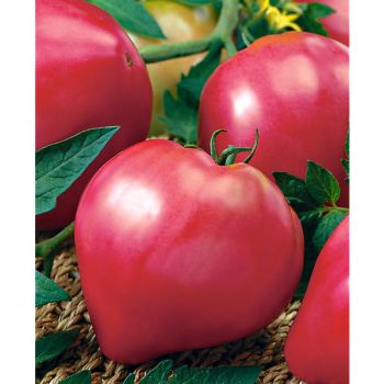 TOMATE greffée BAWOLE SERCE