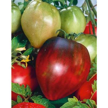 TOMATE greffée BLACK OXHEART