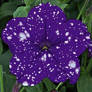 PÉTUNIA MOUCHETÉ STARTUNIA® MIX