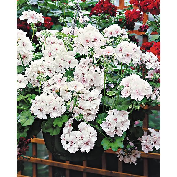 GÉRANIUM lierre GRANDEUR® IVY WHITE