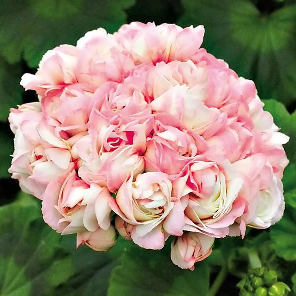 GÉRANIUM zonale GRANDEUR® APPLE BLOSSOM