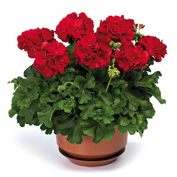 GÉRANIUM zonale GRANDEUR® DARK ROYAL RED