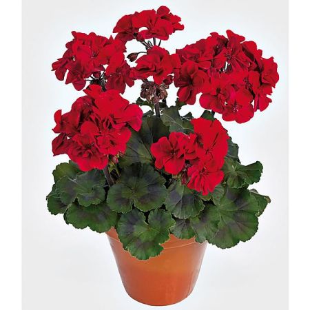 GÉRANIUM zonale GRANDEUR® DARK ROYAL RED