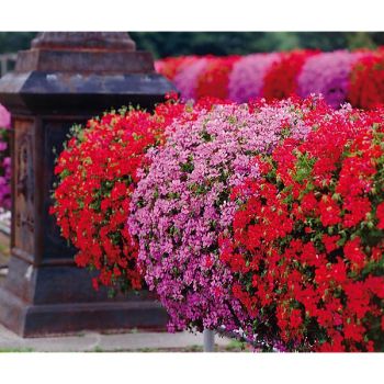 GÉRANIUMS LIERRE VILLE de PARIS 6 plants ROUGE FEU + 6... 2