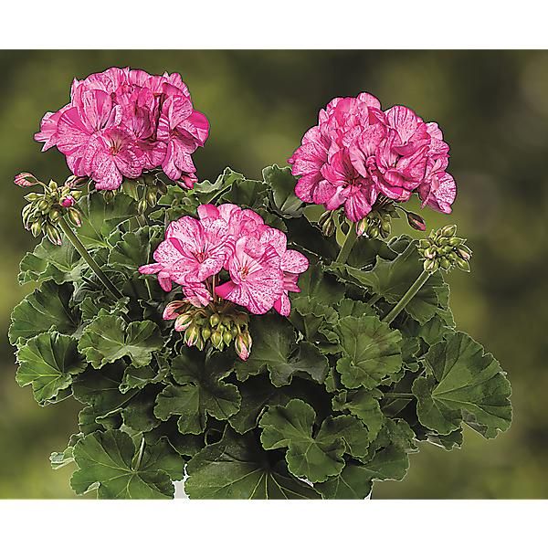 GÉRANIUM zonale GRANDEUR® PEPPERMINT ROSE