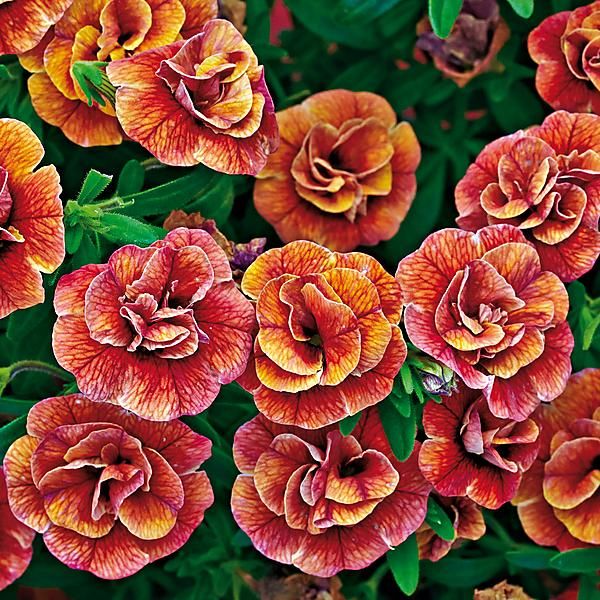 CLOCHETTES MAGIQUES CALITA® DOUBLE APRICOT