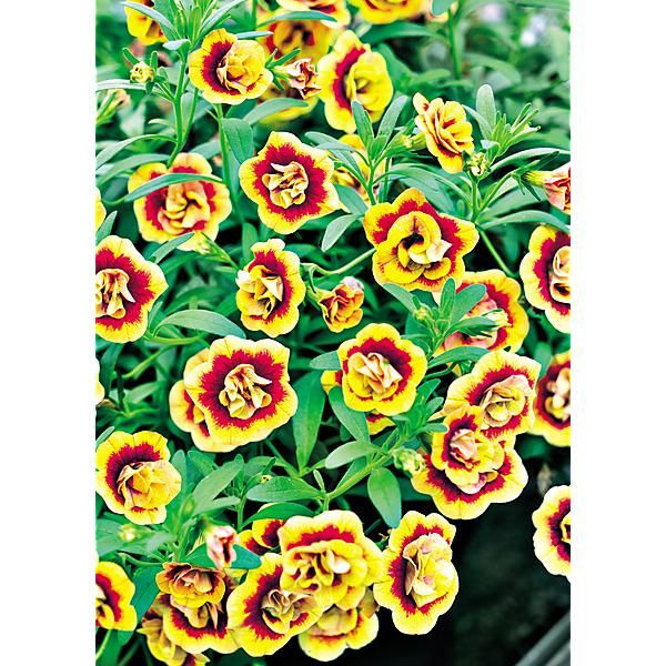 CLOCHETTES MAGIQUES CALITA® DOUBLE SUNSET BICOLOR