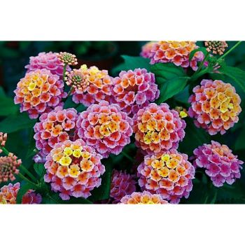 LANTANA EVITA® ROSE