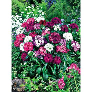 ŒILLET de POÈTE F1 BARBARINI