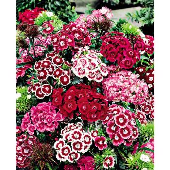 ŒILLET de POÈTE F1 BARBARINI 2