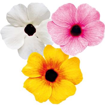 THUNBERGIA SUNNY SUSY® MIX 2