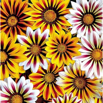 GAZANIA F1 SIESTA® FLAME MIX 2