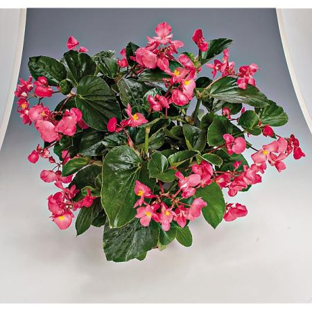 BÉGONIA F1 BIG DELUXXE ROSE à FEUILLAGE VERT