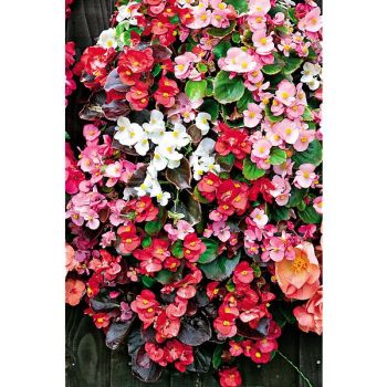 BÉGONIA semp. F1 ORGANDY