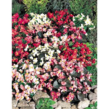 BÉGONIA semp. F1 ORGANDY 2