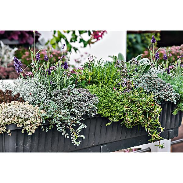 SEDUM vivace en MÉLANGE
