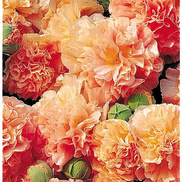 ROSE-TREMIÈRE CHATERS PINK