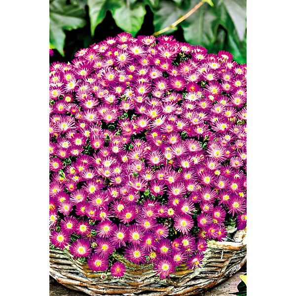 DELOSPERMA SUN TROPICS® HOT PINK