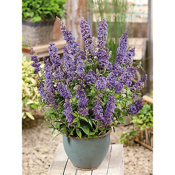 ARBRE à PAPILLONS SUMMER BIRD® BLUE