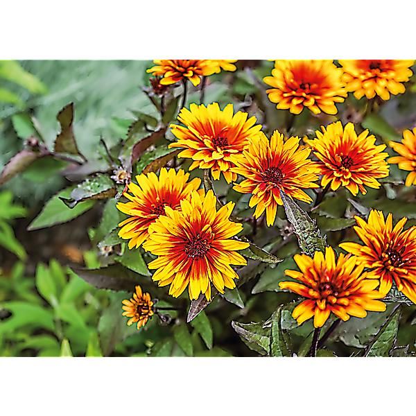 HELIOPSIS hel. HELIOS® FIREBALL