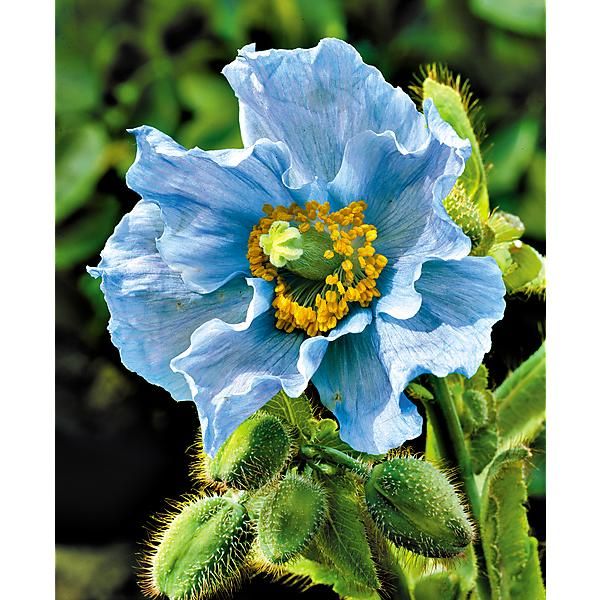 PAVOT BLEU de l’HIMALAYA (meconopsis betonicifolia)