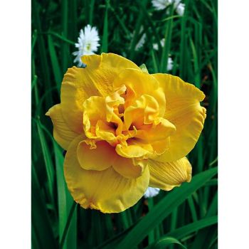 HÉMÉROCALLE PATRICIA JOJO