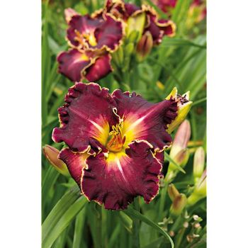 HÉMÉROCALLE EXCELLEN