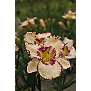 HÉMÉROCALLE ANTIQUE LINEN