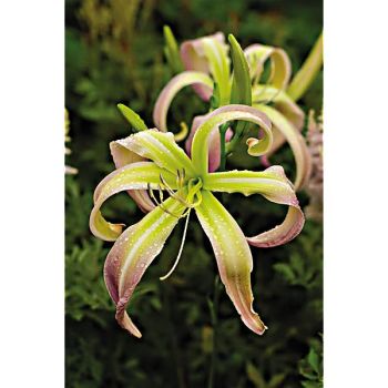 HÉMÉROCALLE DESERT ICICLE