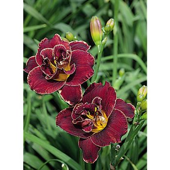 HÉMÉROCALLE NIGHT EMBERS