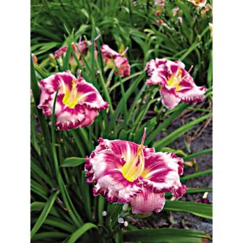 HÉMÉROCALLE PARROT TATTOO