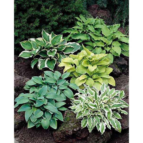 HOSTA en MÉLANGE de 5 VARIÉTÉS
