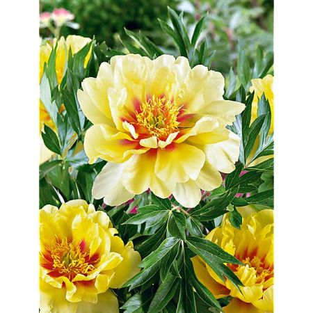 PIVOINES ITOH ou INTERSECTIONNELLES