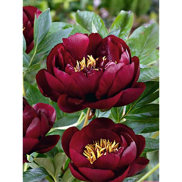 PIVOINE HERBACÉE de JARDIN BUCKEYE BELLE
