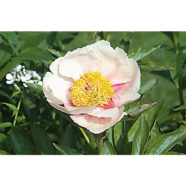 PIVOINE HERBACÉE de JARDIN ATHENA