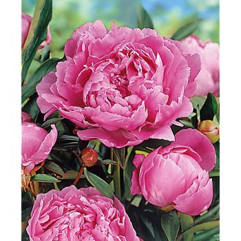 PIVOINE HERBACÉE de JARDIN Dr ALEXANDER FLEMING