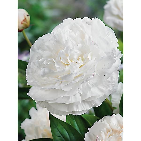 PIVOINE HERBACÉE de JARDIN ANN COUSINS