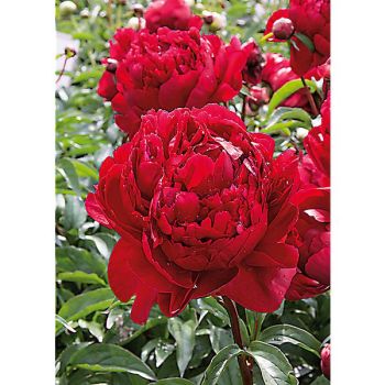 PIVOINE HERBACÉE de JARDIN COMMAND PERFORMANCE