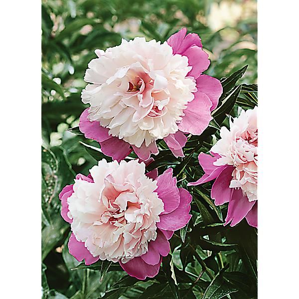 PIVOINE HERBACÉE de JARDIN LADY LIBERTY