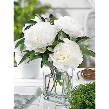 PIVOINE HERBACÉE de JARDIN MARIE LEMOINE 2